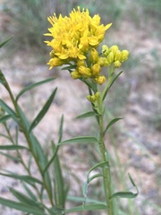 Euthamia gymnospermoides