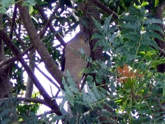 Accipiter tachiro tachiro