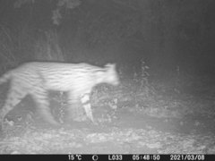 Leptailurus serval constantina