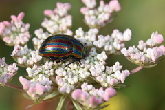 Chrysolina cerealis