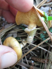 Suillus cothurnatus