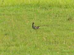 Paragallinula angulata