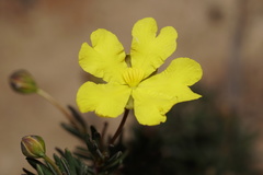 Hibbertia lineata