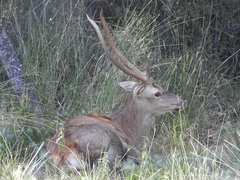 Cervus elaphus italicus