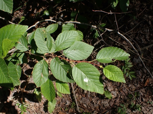 Alnus alnobetula
