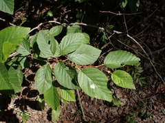 Alnus alnobetula