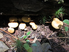 Suillus cothurnatus