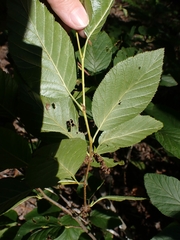 Alnus alnobetula, photograph Mary Krieger, CC BY, iNaturalist via GBIF