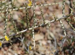 Aspalathus acuminata acuminata