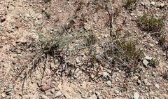 Aspalathus acuminata acuminata