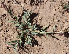 Tragus berteronianus