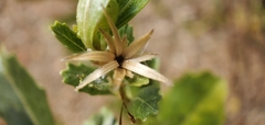 Baccharis dracunculifolia