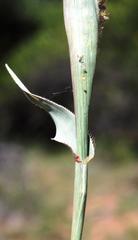 Tragus berteronianus