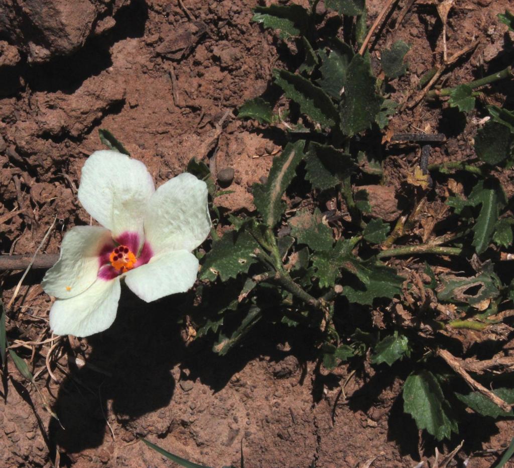 Bladderweed