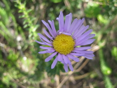 Felicia echinata