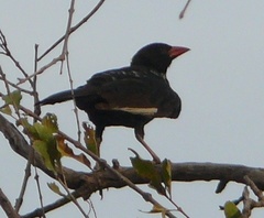 Bubalornis niger niger