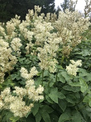 Filipendula ulmaria