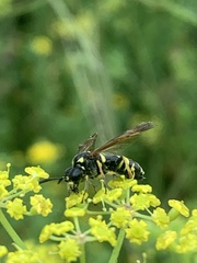 Tenthredo thompsoni