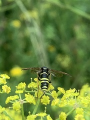 Tenthredo thompsoni
