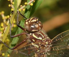 Austroaeschna unicornis