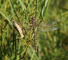 Austroaeschna unicornis