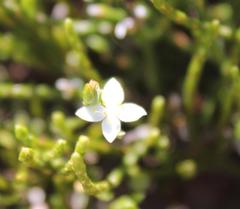 Lachnaea penicillata