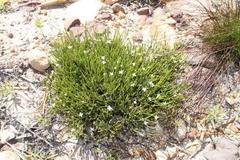 Lachnaea penicillata