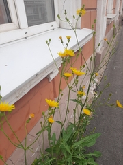 Sonchus arvensis arvensis