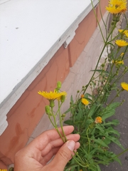 Sonchus arvensis arvensis