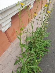 Sonchus arvensis arvensis