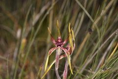 Caladenia arrecta