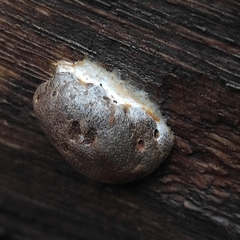 Reticularia lycoperdon