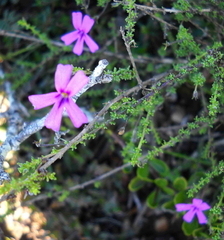 Jamesbrittenia calciphila