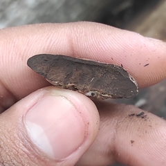 Reticularia lycoperdon