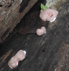 Reticularia lycoperdon