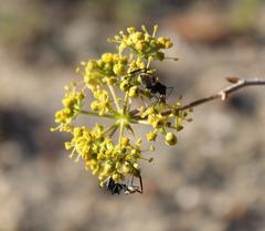 Lichtensteinia latifolia