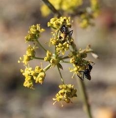 Lichtensteinia latifolia