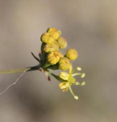Lichtensteinia latifolia