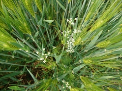 Bifora radians