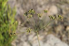 Lichtensteinia latifolia