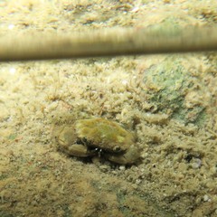 Liocarpilodes harmsi