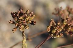 Lichtensteinia latifolia