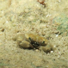 Liocarpilodes harmsi