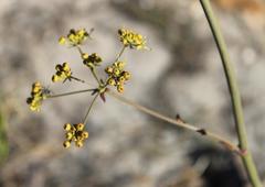 Lichtensteinia latifolia