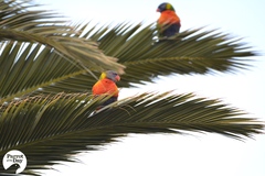 Trichoglossus moluccanus