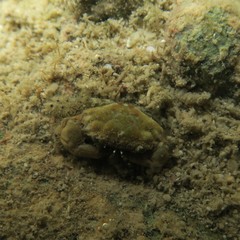 Liocarpilodes harmsi