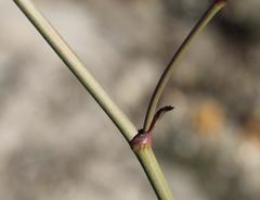 Lichtensteinia latifolia