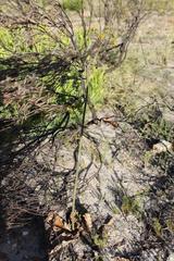 Lichtensteinia latifolia