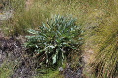 Protea laevis