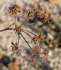 Lichtensteinia latifolia